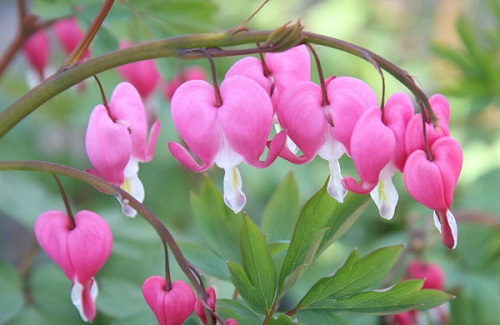 Dicentra spectabilis