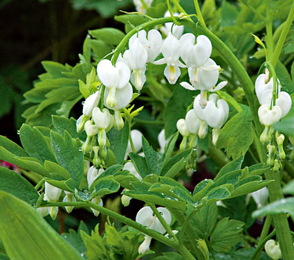 Dicentra spectabilis 'Alba'