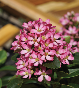 Escallonia hybrid Pink Elle ('Lades') PPAF