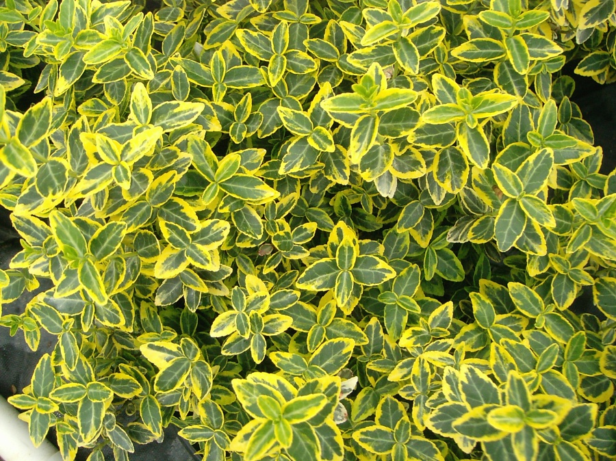 Euonymus fortunei 'Emerald 'n' Gold'