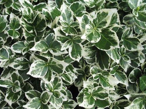 Euonymus fortunei 'Emerald Gaiety'