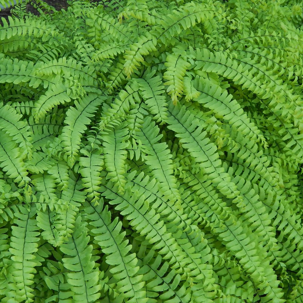 Fern - Adiantum pedatum (Northern Maidenhair)