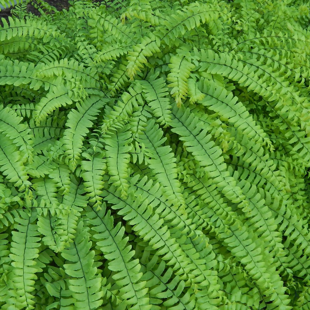 Fern - Adiantum pedatum