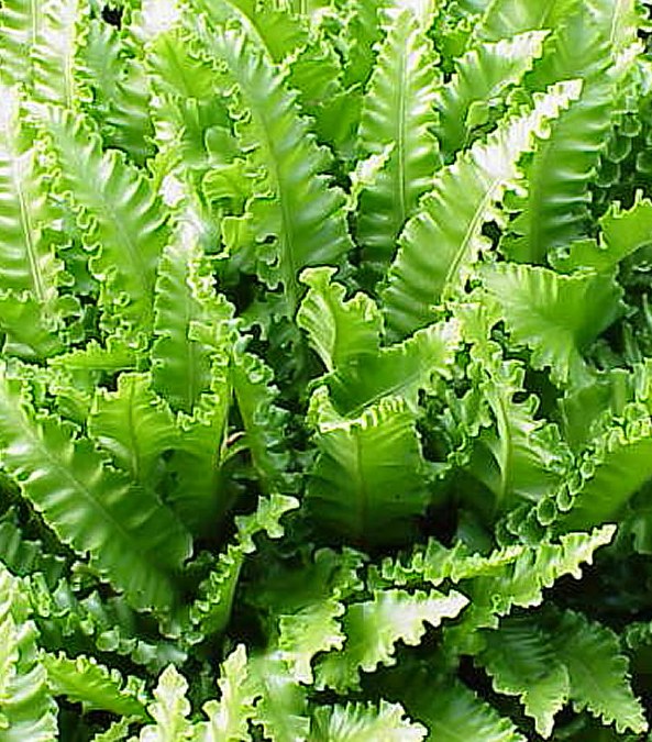 Fern - Asplenium scolopendrium (Hart's Tomgue)