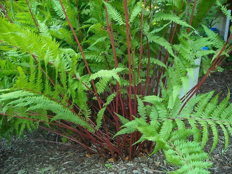 Fern - Athyrium felix-forma 'Lady in Red'