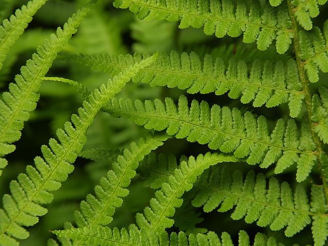 Fern - Athyrium filix-femina