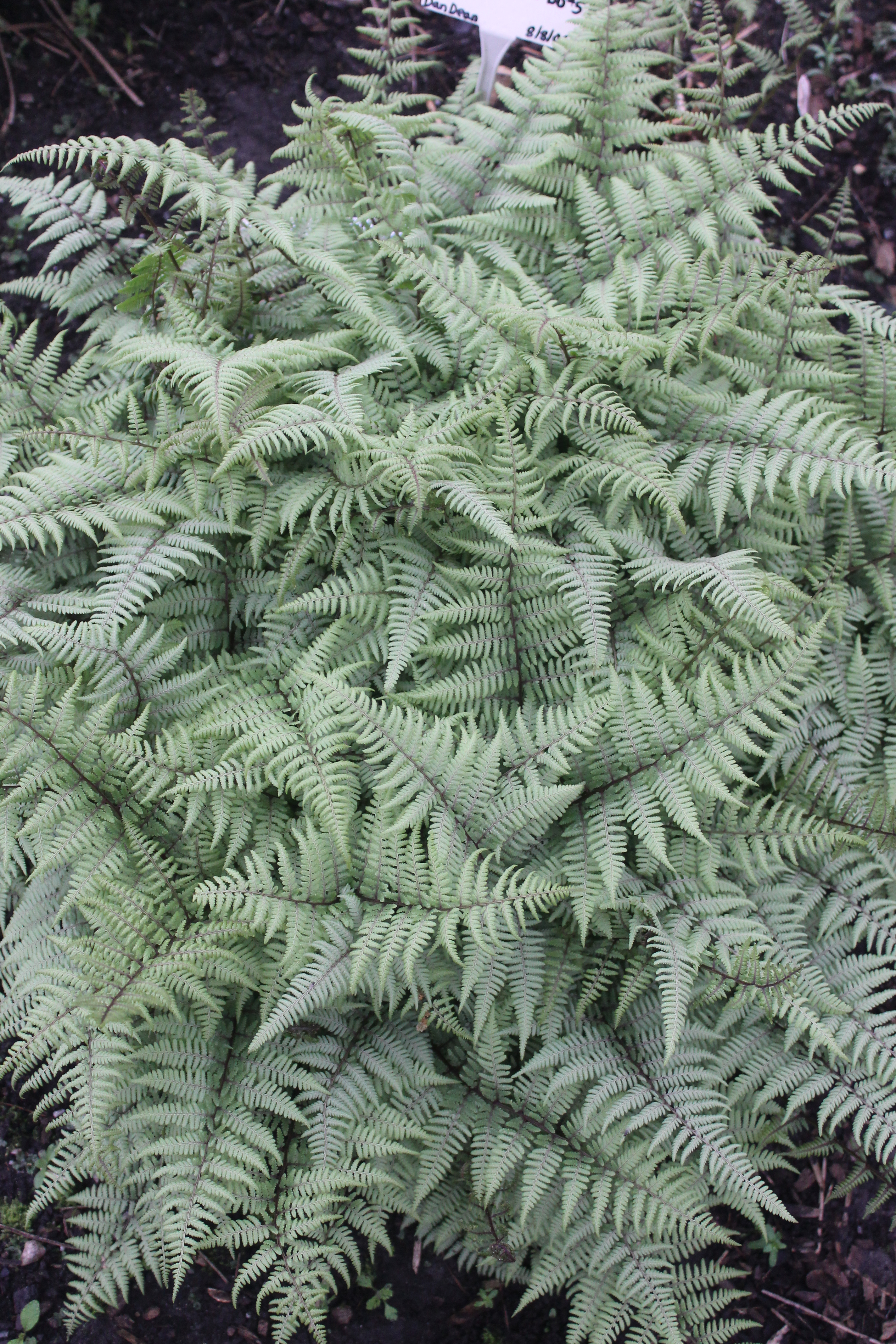 Fern - Athyrium hybrid 'Ghost'