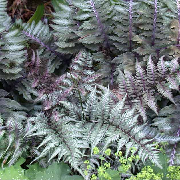 Fern - Athyrium nipponicum 'Metallicum'