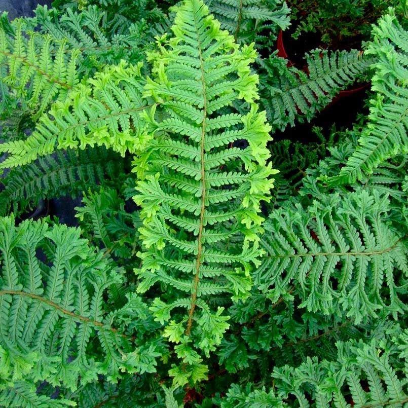 Fern - Dryopteris affinis 'Cristata the King'