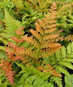Fern - Dryopteris erythrosora