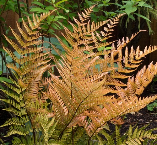 Fern - Dryopteris erythrosora 'Brilliance'