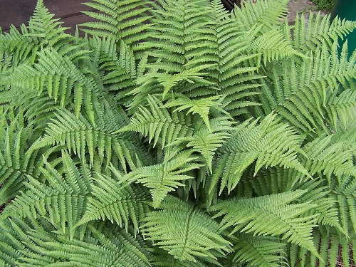 Fern - Dryopteris filix-mas