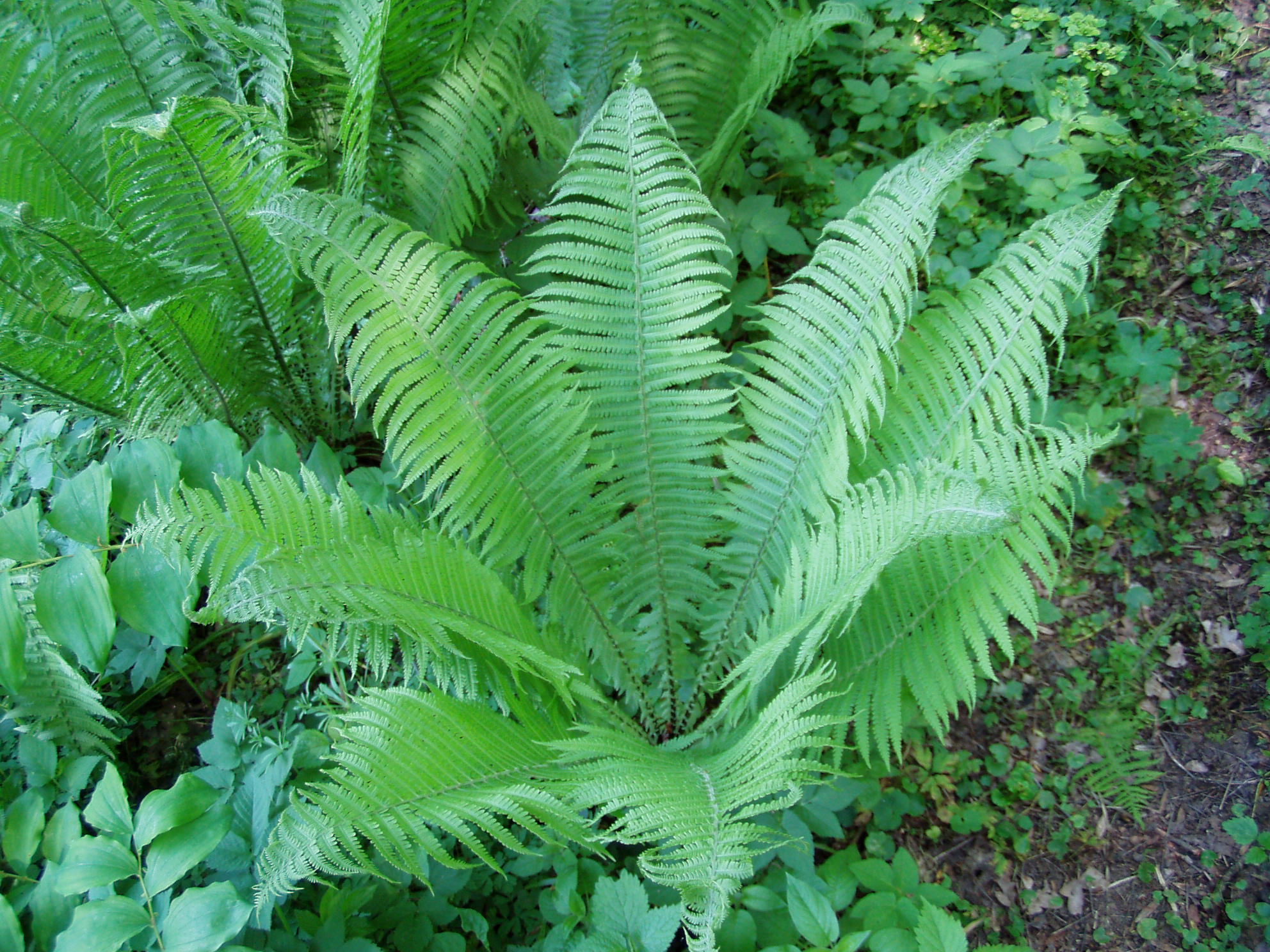 Fern - Matteuccia struthiopteris