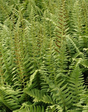 Fern - Polystichum acrostichoides