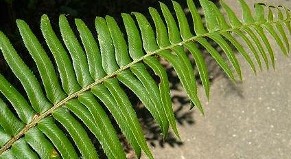 Fern - Polystichum munitum