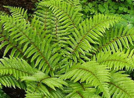 Fern - Polystichum polyblepharum