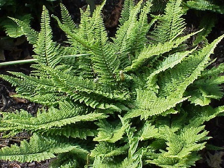 Fern - Polystichum setiferum 'Herrenhausen'