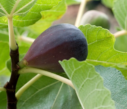 Fig - Ficus carica 'Black Mission'