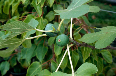 Fig - Ficus carica 'Brown Turkey'