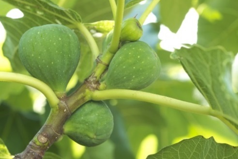 Fig - Ficus carica 'Kadota'