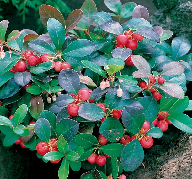 Gaultheria procumbens