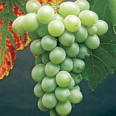 Grape - Vitis labrusca 'Himrod'