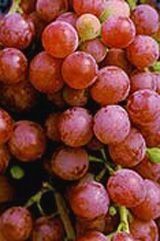 Grape - Vitis labrusca 'Suffolk Red'