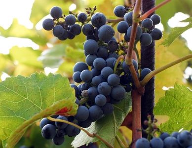 Grape - Vitis riparia 'Valiant'