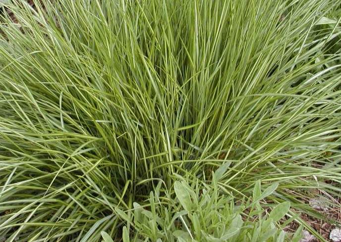 Grass - Calamagrostis acutiflora 'Avalanche'