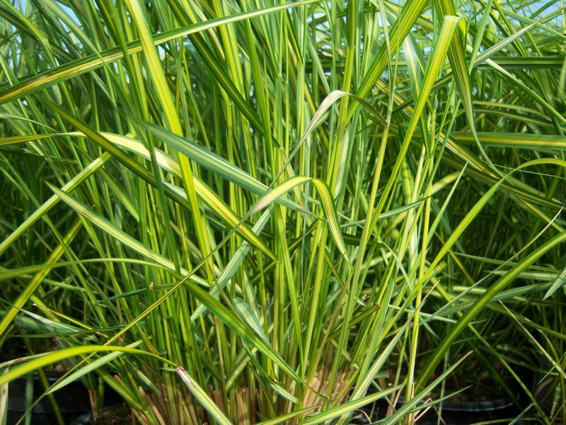 Grass - Calamagrostis acutiflora 'Eldorado'