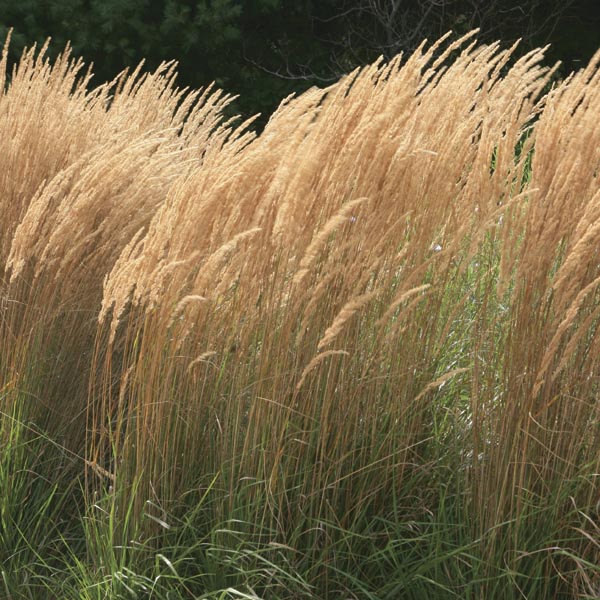 Grass - Calamagrostis acutiflora 'Karl Foerster'