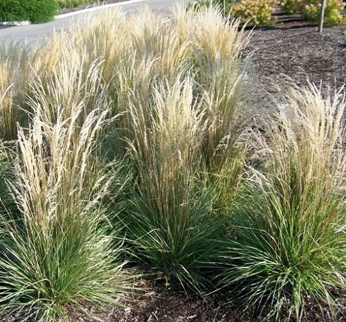 Grass - Calamagrostis acutiflora 'Overdam'