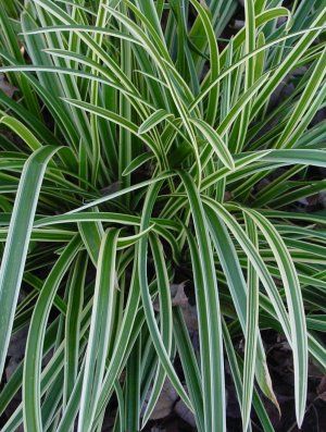 Grass - Carex morrowii 'Ice Dance'