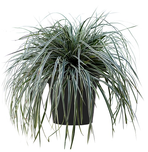Grass - Carex oshimensis Evercolor® Everest ('Carfit01')