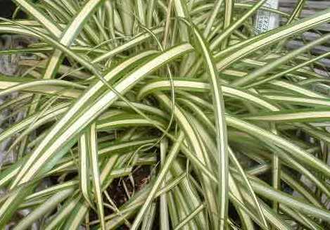 Grass - Carex oshimensis 'Evergold'