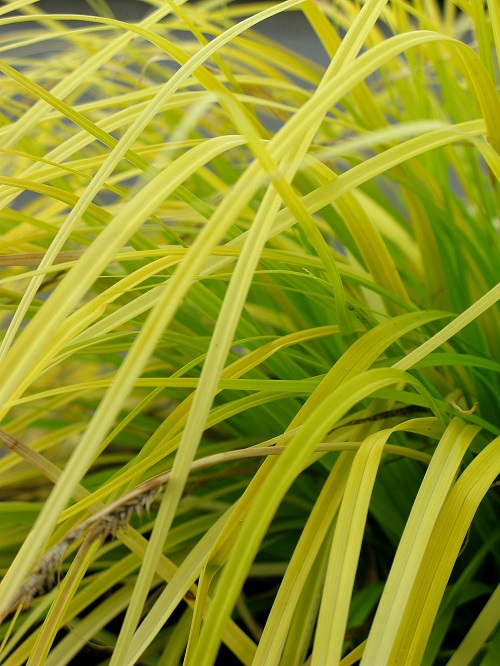 Grass - Carex oshimensis Evercolor® 'Everillo' PP21003