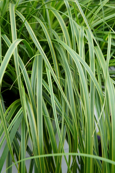 Grass - Carex oshimensis Evercolor® 'Everlime' 