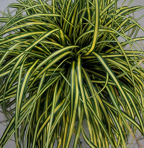Grass - Carex oshimensis Evercolor® 'Everoro'  