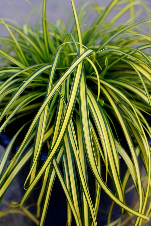 Grass - Carex oshimensis Evercolor® 'Eversheen'