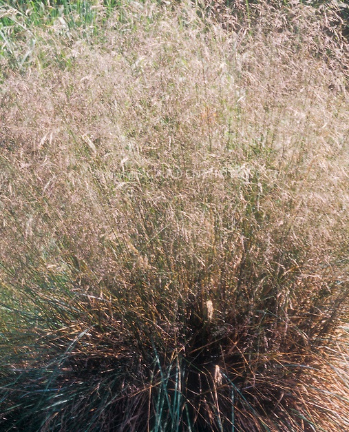 Grass - Deschampsia caespitosa 'Bronzeschleier'