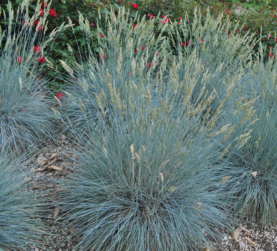 Grass - Festuca glauca 'Beyond Blue'