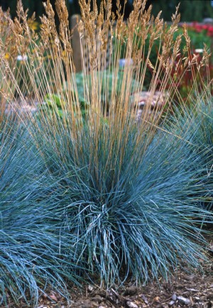 Grass - Festuca hybrid 'Elijah Blue'