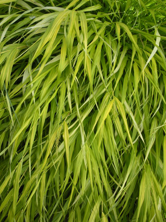 Grass - Hakonechloa macra 'All Gold'