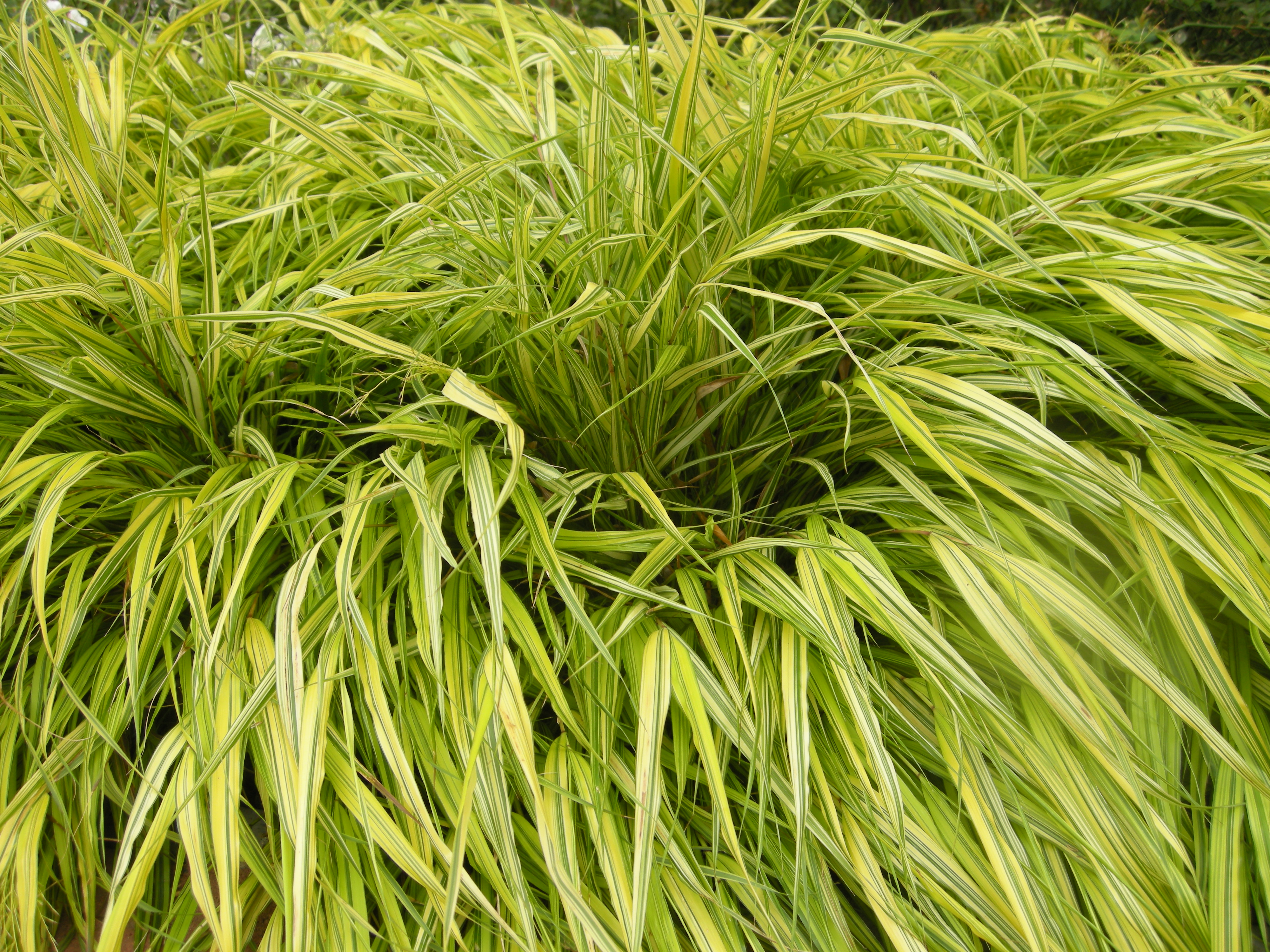 Grass - Hakonechloa macra 'Aureola'