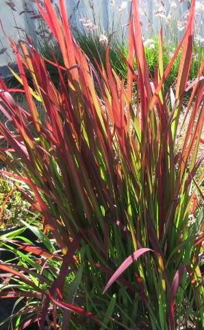Grass - Imperata cylindrica 'Red Baron'