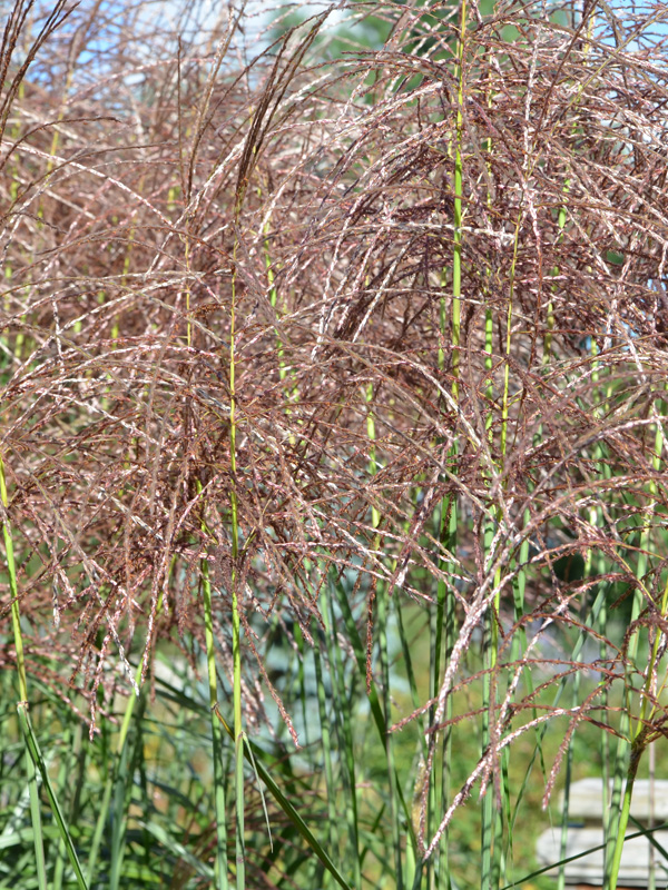 Grass - Miscanthus sinensis 'Huron Star'