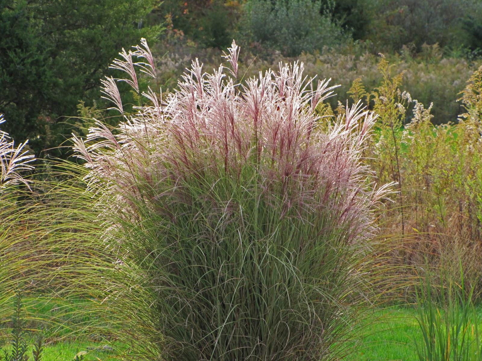 Grass - Miscanthus sinensis 'Morning Light'