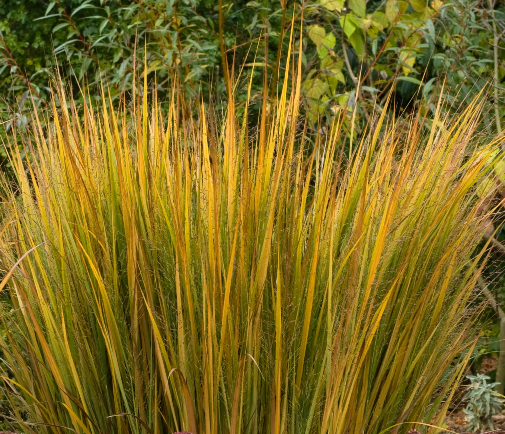 Grass - Panicum virgatum 'Northwind'
