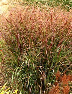 Grass - Panicum virgatum 'Prairie Flame'