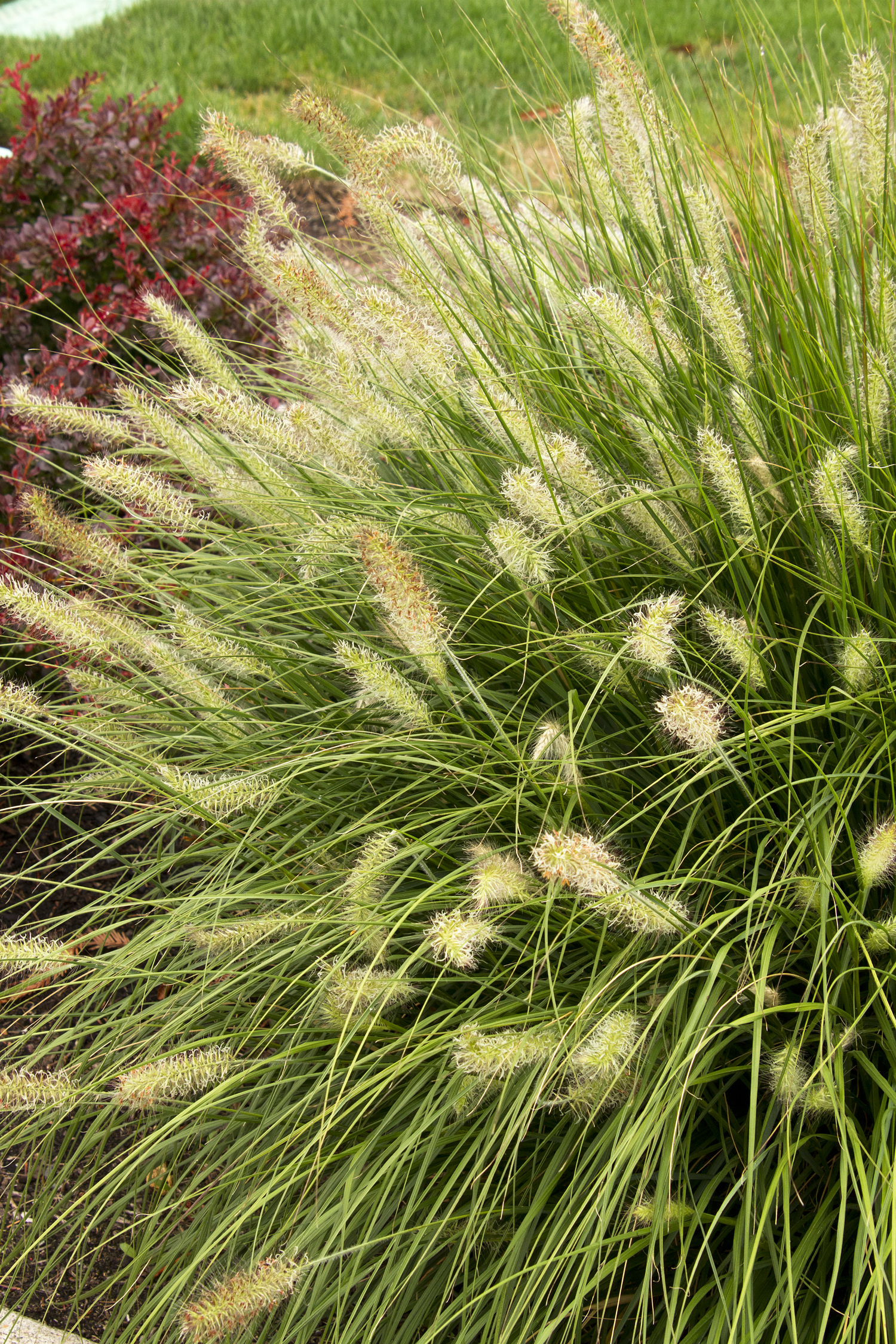 Grass - Pennisetum alopecuroides 'Hameln'